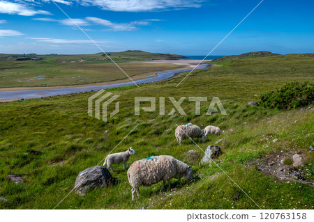 View Over Achnahaird Beach With Flock Of Sheep Near Village Brae Of Achnahaird At The Coast Of The Highlands In Scotland, UK View Over Achnahaird Beach With Flock Of Sheep Near Village Brae Of Achnahaird At The Coast Of The Highlands In Scotland, UK 120763158