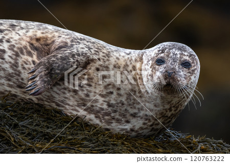Relaxing Common Seals Or Harbor Seals (Phoca Vitulina) At The Atlantic Coast Of The Isle Of Skye Near Dunvegan In Scotland, UK 120763222