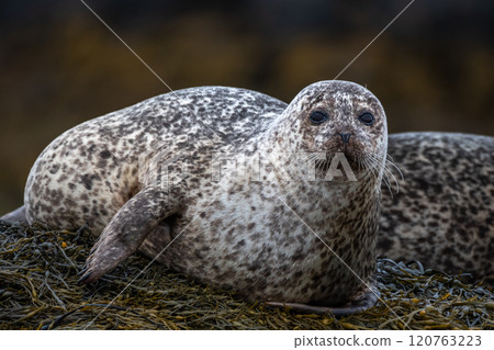 Relaxing Common Seals Or Harbor Seals (Phoca Vitulina) At The Atlantic Coast Of The Isle Of Skye Near Dunvegan In Scotland, UK 120763223