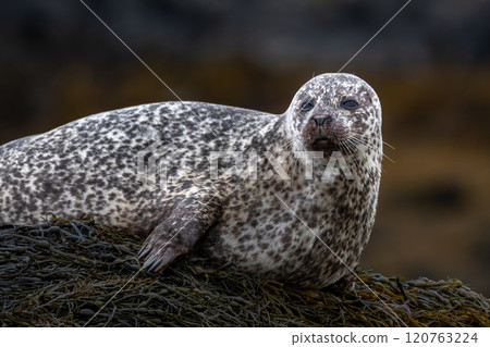 Relaxing Common Seals Or Harbor Seals (Phoca Vitulina) At The Atlantic Coast Of The Isle Of Skye Near Dunvegan In Scotland, UK 120763224