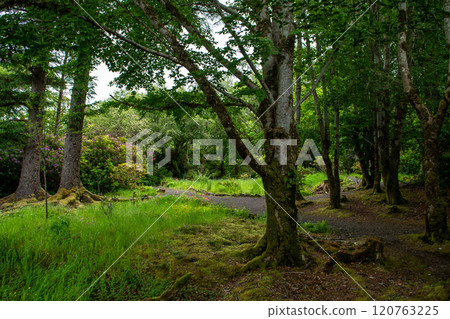 Mystic Forest In Dunvegan Garden On The Isle Of Skye In Scotland, UK Mystic Forest In Dunvegan Garden On The Isle Of Skye In Scotland, UK 120763225