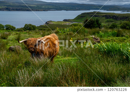 Highland Cattle With Long Horns At The Atlantic Coast Of The Isle Of Skye In Scotland, UK Highland Cattle With Long Horns At The Atlantic Coast Of The Isle Of Skye In Scotland, UK 120763226