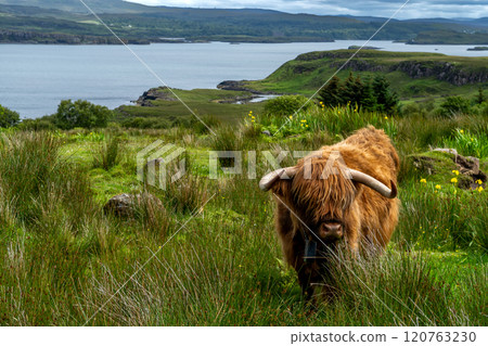Highland Cattle With Long Horns At The Atlantic Coast Of The Isle Of Skye In Scotland, UK 120763230