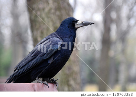 Striking Silhouette of a Singular Bird in Profile Against a Minimalist Backdrop Showcasing Intricate Feather Patterns and Contours in High Contrast Monochrome Avant Garde Photography 120763388