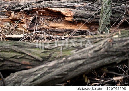 Striking Silhouette of a Singular Bird in Profile Against a Minimalist Backdrop Showcasing Intricate Feather Patterns and Contours in High Contrast Monochrome Avant Garde Photography 120763398