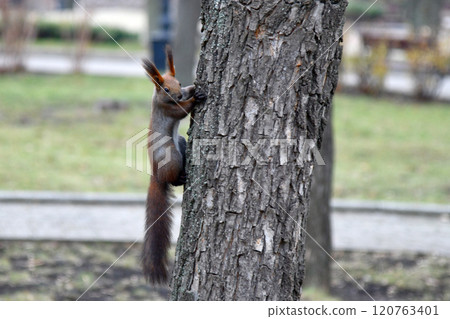 Tree Squirrel Portrait, Close Up, Animal Nature Concept 120763401