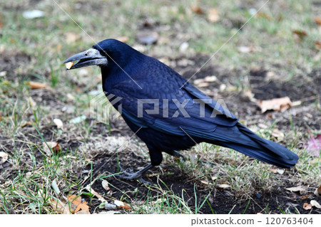 "Crow" is a sleek, black bird known for its intelligence and adaptability, often seen perched in urban or rural settings. "Crow" is a sleek, black bird known for its intelligence and adaptability, often seen perched in urban or rural settings. 120763404