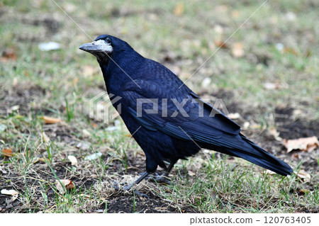 Striking Silhouette of a Singular Bird in Profile Against a Minimalist Backdrop Showcasing Intricate Feather Patterns and Contours in High Contrast Monochrome Avant Garde Photography 120763405