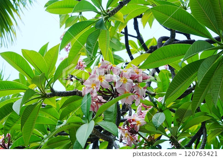 Pink plumeria flower 120763421