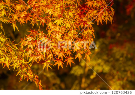 Autumn leaves lighted up Autumn leaves lighted up 120763426