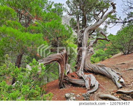 Twisted bent dry juniper tree trunk. 120763457