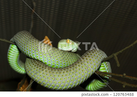The snake (green pit viper) is rest on the stick tree The snake (green pit viper) is rest on the stick tree 120763488