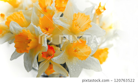 Spring wallpaper, daffodil flowers close-up, toned photo , blurred focus, horizontal , no people 120763522