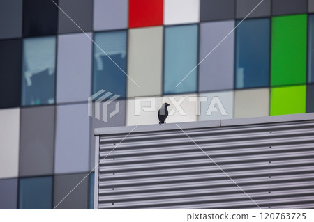 A bird is captured mid-flight in front of a ribbed metallic wall with colorful glass panels visible in the background, creating a contrast of textures and a modern urban atmosphere. A bird is captured mid-flight in front of a ribbed metallic wall with colorful glass panels visible in the background, creating a contrast of textures and a modern urban atmosphere. 120763725