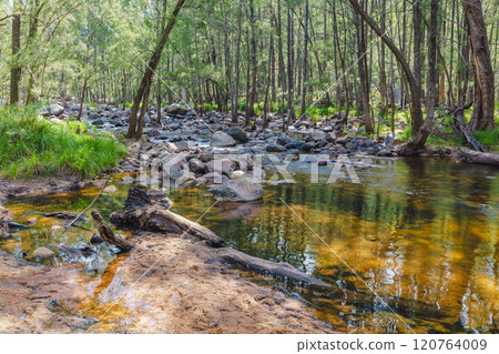 A fresh water river running through a forest of trees 120764009