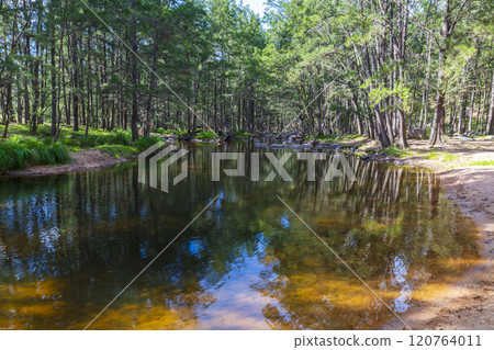 A fresh water river running through a forest of trees 120764011