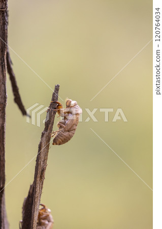 A very noisy and seasonal large flying insect A very noisy and seasonal large flying insect 120764034
