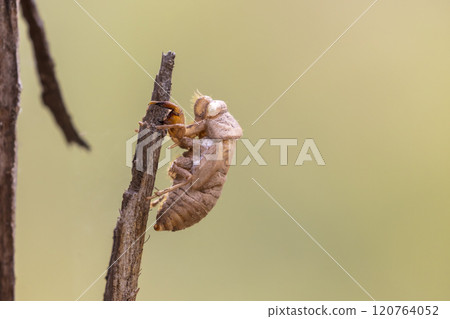 A very noisy and seasonal large flying insect 120764052