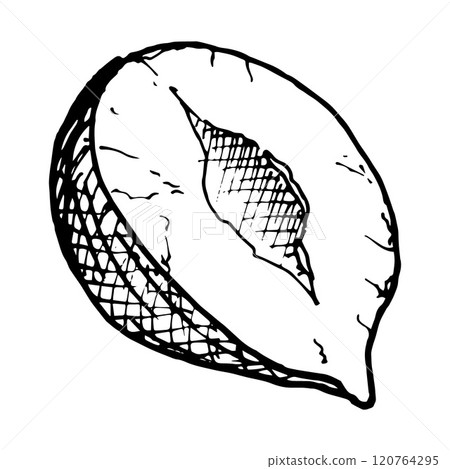 Detailed black and white vector clipart of a half of hazelnut for food packaging, recipe books, nut themed designs, organic product, culinary blogs, menus or educational materials on healthy eating 120764295