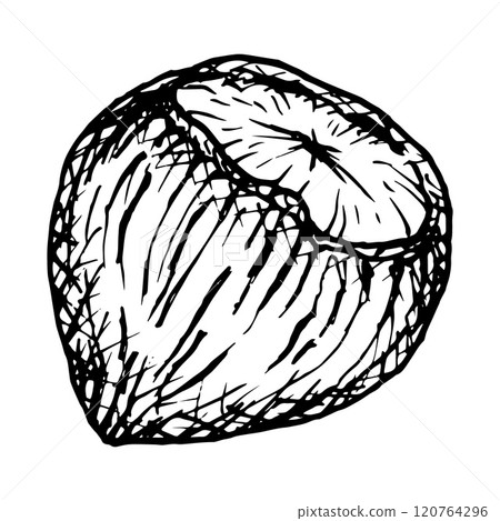 Detailed black and white vector clipart of a hazelnut for food packaging, recipe books, nut themed designs, organic product labels, culinary blogs, menus or educational materials on healthy eating Detailed black and white vector clipart of a hazelnut for food packaging, recipe books, nut themed designs, organic product labels, culinary blogs, menus or educational materials on healthy eating 120764296