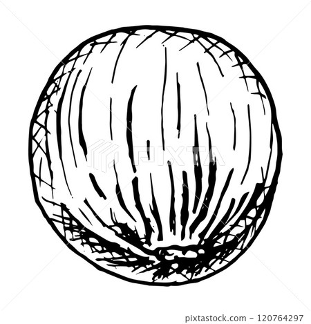 Hand drawn vector black and white illustration of hazelnuts in shells, showing detailed textures and natural patterns. Perfect for food packaging, botanical designs, recipe books or culinary projects 120764297