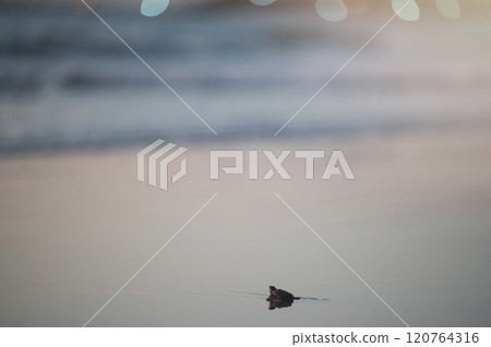 Small turtle hatchling making its way to the ocean at dusk on sandy beach Small turtle hatchling making its way to the ocean at dusk on sandy beach 120764316