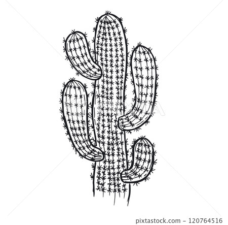 Cactus hand drawn illustration, vector.	 120764516