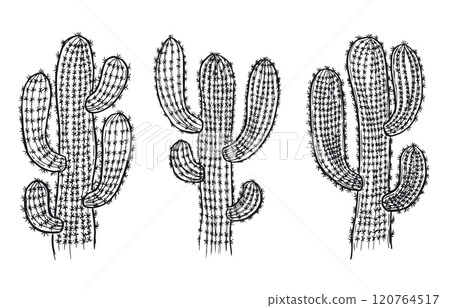 cactus, succulent, vector 120764517