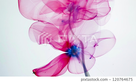 Elegant abstract flower with translucent pink and purple petals in a delicate artistic style 120764675