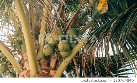 A tall palm tree displaying vibrant green coconuts hanging from its branches on Samui island 120764840