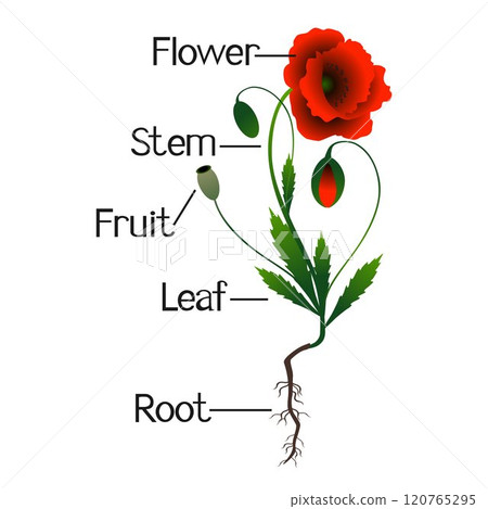 Parts of poppy plants. Parts of poppy plants. 120765295