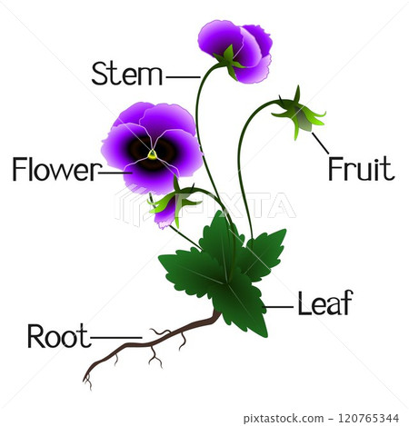 Structure of the violets flowers. 120765344