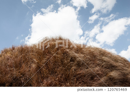 Reconstructed prehistoric animal fur and blue sky in the background 120765469