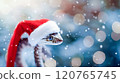Banner with cute snake in Santa Claus hat on snow bokeh background. Symbol of New Year 2025 120765745