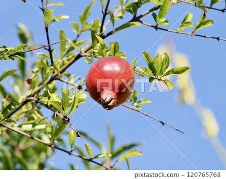 pomegranate pomegranate 120765768