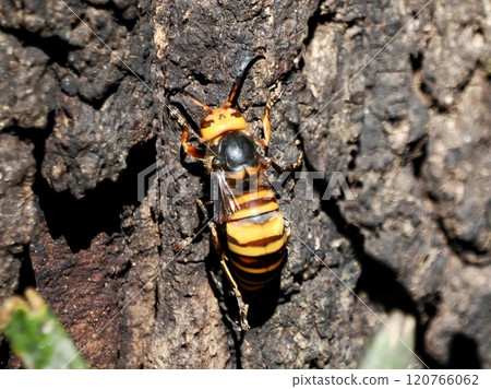 鈴木蜂 鈴木蜂 120766062