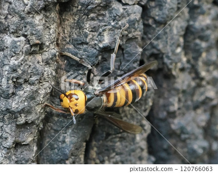 鈴木蜂 鈴木蜂 120766063