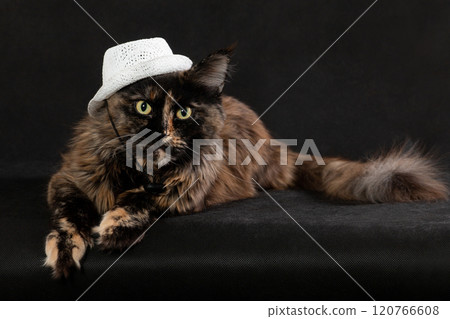Dark brown cat in white hat lying on black background 120766608