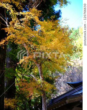 Autumn leaves at Jofukuji Temple, Kochi 120766630