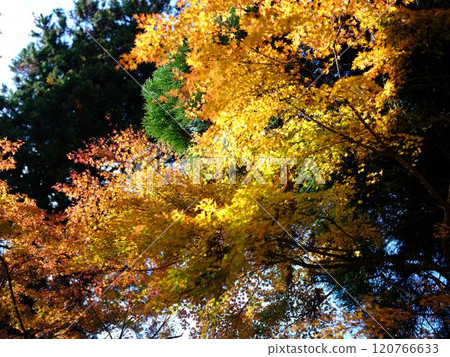 Autumn leaves at Jofukuji Temple, Kochi Autumn leaves at Jofukuji Temple, Kochi 120766633