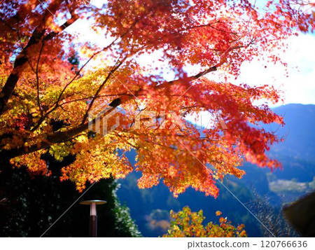 Autumn leaves at Jofukuji Temple, Kochi 120766636