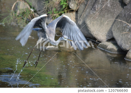 Grey heron living in the river Grey heron living in the river 120766690