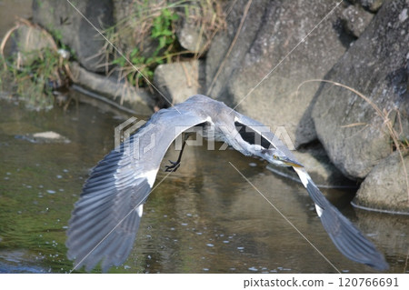 Grey heron living in the river Grey heron living in the river 120766691