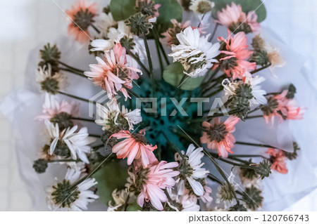 Wilting pink and white daisies in a turquoise vase, a still life capturing fading beauty Wilting pink and white daisies in a turquoise vase, a still life capturing fading beauty 120766743
