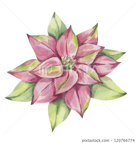 Poinsettia pink red winter flower with leaves. Traditional plant for Christmas decoration. Happy New Year! Hand drawn watercolor illustration isolated on white background. For printing postcards 120766774