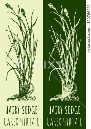 Vector drawing HAIRY SEDGE . Hand drawn illustration. The Latin name is CAREX HIRTA L. 120766963