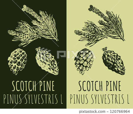 Vector drawing SCOTCH PINE. Hand drawn illustration. The Latin name is PINUS SYLVESTRIS L. Vector drawing SCOTCH PINE. Hand drawn illustration. The Latin name is PINUS SYLVESTRIS L. 120766964