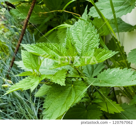 Young plants of nettle or Urtica L with green leaves. Young plants of nettle or Urtica L with green leaves. 120767062