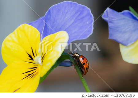 A ladybug (Coccinellidae) climbing on a viola flower A ladybug (Coccinellidae) climbing on a viola flower 120767190