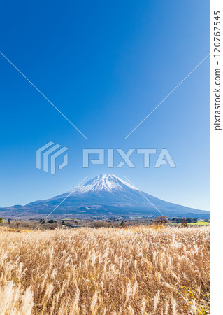 "Shizuoka Prefecture" Autumn morning mist plateau with awns spreading and Mt. Fuji "Shizuoka Prefecture" Autumn morning mist plateau with awns spreading and Mt. Fuji 120767545